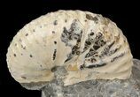 Nice Discoscaphites Gulosus Ammonite Cluster - South Dakota #44026-1